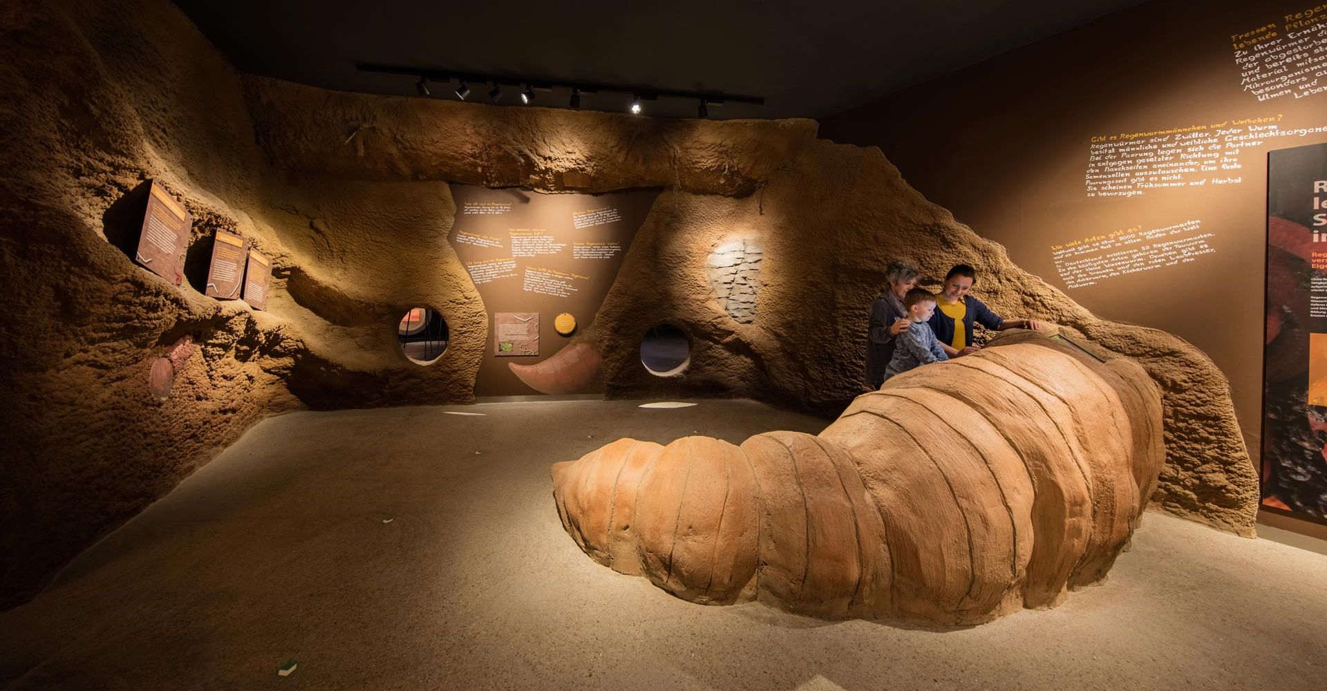 Die Wurzelhöhle am Baumkronenpfad im Nationalpark Hainich